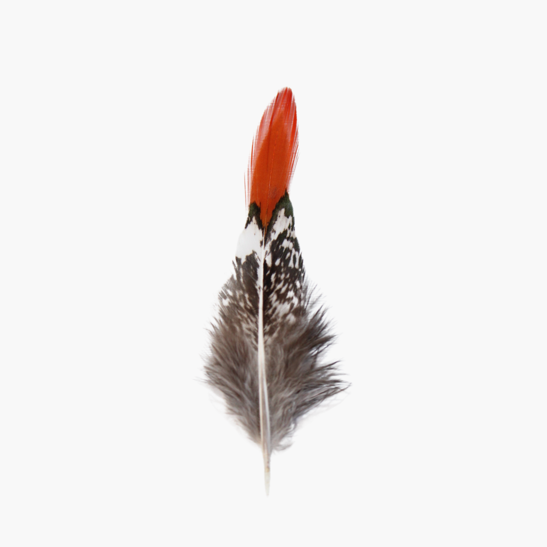 orange & white hat feather